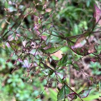 Strobilanthes helicoides T.Anderson